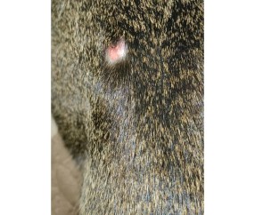 爱游戏(ayx)中国体育国际-"鯾8*2?镩?痢j"諑埶C莟D的简单介绍
